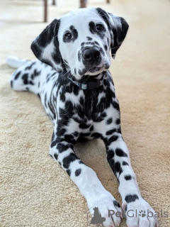 Photo №3. Meet Apollo strong, smart, and stunning! A true spotted hero ready to run, play,. Germany