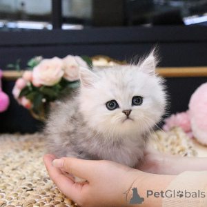 Photo №1. persian cat - for sale in the city of Belarus | 300$ | Announcement № 156572