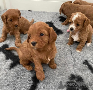 Photo №3. Stunning Toy Maltipoo Puppies. Germany