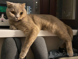 Photo №1. british shorthair - for sale in the city of Москва | Is free | Announcement № 73050