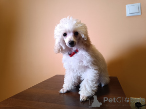 Photo №2 to announcement № 135381 for the sale of poodle (dwarf) - buy in Estonia private announcement