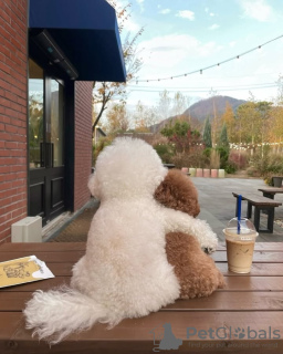 Photo №2 to announcement № 128597 for the sale of poodle (toy) - buy in Portugal breeder