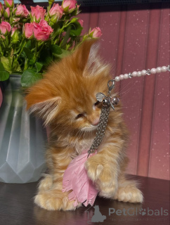 Photo №2 to announcement № 155326 for the sale of maine coon - buy in Sweden private announcement