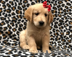 Photo №1. golden retriever - for sale in the city of Lahti | Is free | Announcement № 128377