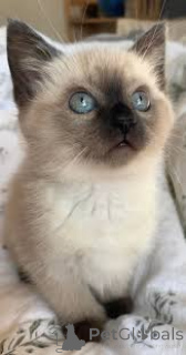 Photo №1. balinese cat - for sale in the city of Brussels | 516$ | Announcement № 172712