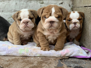 Photo №3. Cute English bulldog puppies available for sale. Germany