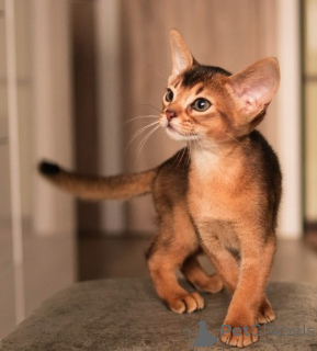 Photo №4. I will sell abyssinian cat in the city of Moskova. private announcement - price - 1015$