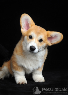Photo №2 to announcement № 92839 for the sale of welsh corgi - buy in Ukraine breeder