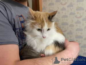 Additional photos: Three-colored cat Vanilla is looking for a home and a loving family!