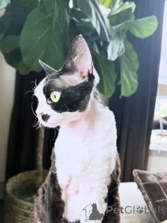 Photo №2 to announcement № 169155 for the sale of devon rex - buy in Finland private announcement