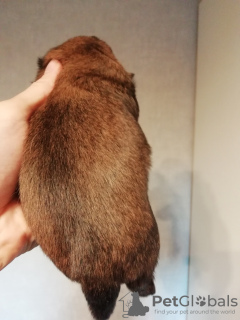 Photo №4. I will sell shih tzu in the city of Tallinn. private announcement, breeder - price - 634$