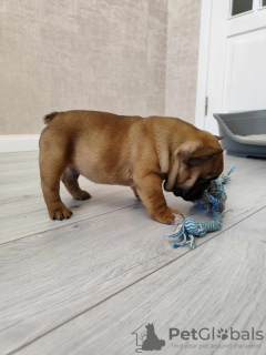 Additional photos: French bulldog puppies