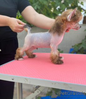 Additional photos: Chinese crested puppies