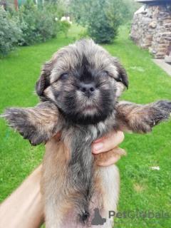 Additional photos: Shork puppies looking for a new home.