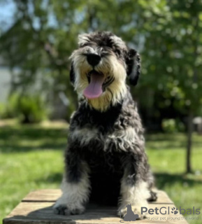 Photo №3. Miniature schnauzer puppies. Serbia