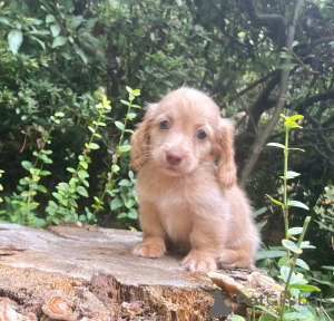 Photo №3. Dackelwelpen zur Adoption verfügbar. Germany