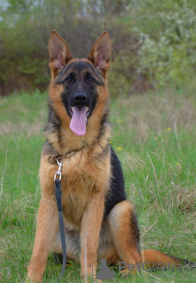 Additional photos: German Shepherd puppies. FCI.