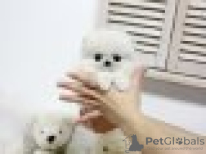 Photo №2 to announcement № 116024 for the sale of pomeranian - buy in Germany private announcement