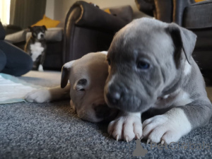 Photo №1. american bulldog - for sale in the city of Al Eker | 500$ | Announcement № 172405