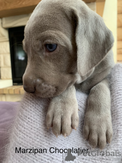 Photo №4. I will sell weimaraner in the city of Москва. breeder - price - 682$