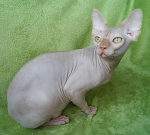 Photo №2 to announcement № 5077 for the sale of sphynx-katze - buy in Ukraine from nursery