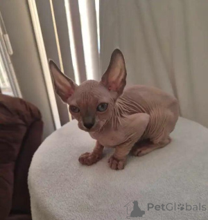 Photo №2 to announcement № 176002 for the sale of sphynx cat - buy in Germany private announcement