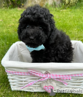 Photo №1. poodle (toy) - for sale in the city of Heidenheim | 329$ | Announcement № 153762