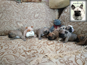 Photo №2 to announcement № 7131 for the sale of french bulldog - buy in Ukraine breeder