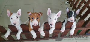 Photo №1. bull terrier - for sale in the city of Bogatynia | negotiated | Announcement № 62338