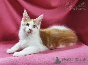 Photo №1. maine coon - for sale in the city of Kazan | 333$ | Announcement № 7490