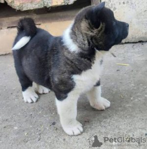 Photo №3. American Akita puppy. Serbia