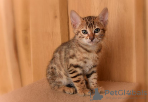 Photo №2 to announcement № 32656 for the sale of bengal cat - buy in Germany private announcement