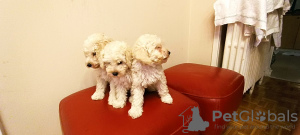 Additional photos: White toy poodle