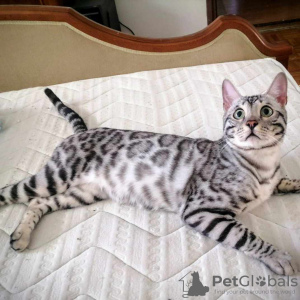 Photo №2 to announcement № 71159 for the sale of bengal cat - buy in Serbia breeder