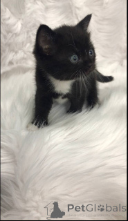 Photo №4. I will sell scottish straight in the city of Филадельфия. private announcement - price - negotiated