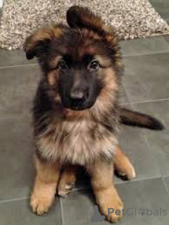 Photo №3. Chiots Berger Allemand à vendre. Luxembourg