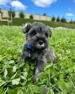 Photo №2 to announcement № 168568 for the sale of schnauzer - buy in Germany breeder