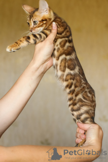 Photo №2 to announcement № 23569 for the sale of bengal cat - buy in Belarus from nursery