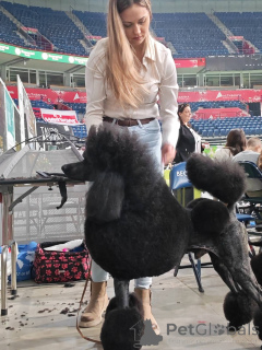 Photo №1. poodle (royal) - for sale in the city of Valeovo | negotiated | Announcement № 166125