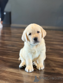 Photo №3. Prachtige Labrador Retriever-puppy's zoeken een liefdevol nieuw thuis. Netherlands