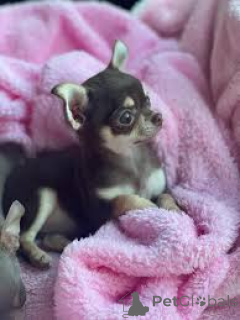 Photo №2 to announcement № 164946 for the sale of chihuahua - buy in Netherlands private announcement, breeder