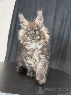 Photo №2 to announcement № 156465 for the sale of maine coon - buy in France breeder