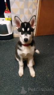 Photo №1. siberian husky - for sale in the city of ZinkGruvan | 1032$ | Announcement № 168438