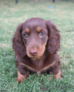 Photo №4. I will sell dachshund in the city of Getaria. breeder - price - 471$
