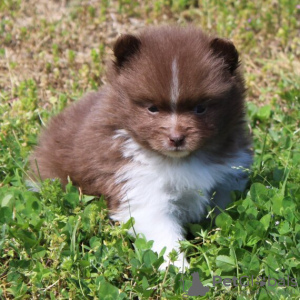 Photo №3. Pomeranian Puppy available. United States