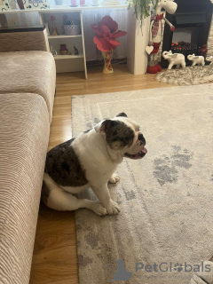 Photo №2 to announcement № 40330 for the sale of  - buy in Belarus 