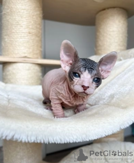 Photo №2 to announcement № 96329 for the sale of sphynx cat - buy in Sweden private announcement