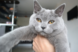 Photo №2 to announcement № 958 for the sale of british shorthair - buy in Belarus private announcement, from nursery, breeder