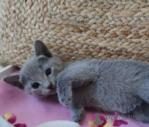 Photo №2 to announcement № 173414 for the sale of russian blue - buy in Bosnia and Herzegovina private announcement, breeder