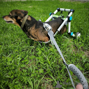 Photo №2 to announcement № 139947 for the sale of non-pedigree dogs - buy in Russian Federation 